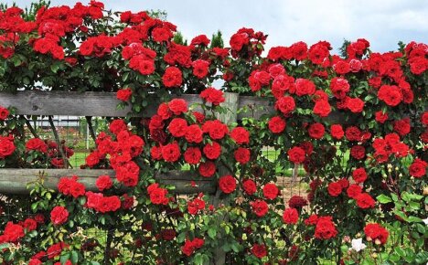 Плетистая роза Флорентина – яркое украшение придомовой территории