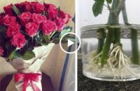Укореняем розу из букета: три популярных способа