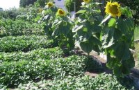 Как вырастить подсолнух на частном участке — нехитрые секреты хорошего урожая