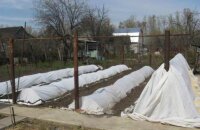 Когда укрывать виноград в Самарской области — сроки и способы