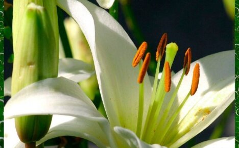 Лечебные свойства лилии и польза изящного цветка
