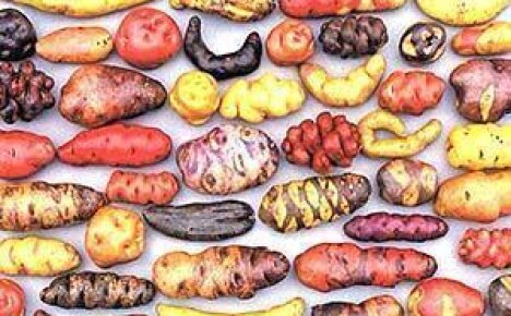 Европейские страницы в истории картофеля