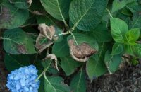 Почему сохнут листья гортензии: причины и способы устранения проблем
