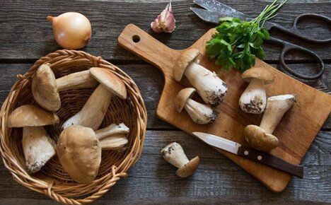 Заготовка белых грибов на зиму по самым простым рецептам