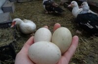 Разводим шипунов — когда индоутки начинают нести яйца