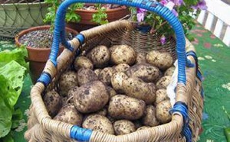 Сроки созревания картофеля