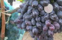 Когда созревает виноград Ребекка и чем знаменит бессемянный гибрид