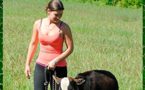 Карликовые коровы – ТОП лучших пород очаровательных животных