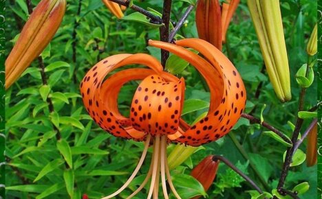 Изысканный любимец садоводов и флористов цветок тигровая лилия