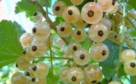 Белая смородина – выращивание целебной и вкусной ягоды на вашем участке
