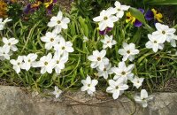 Нежный цветок ифейон — выращивание в открытом грунте