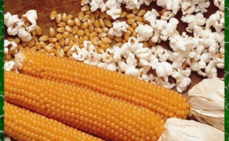 Выбираем подходящий сорт кукурузы для попкорна и выращиваем на собственном участке