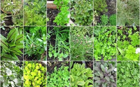 Полезные травы на огороде – ароматно, вкусно и лечебно