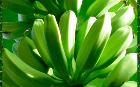 Как влияют зеленые бананы на организм и правила их употребления