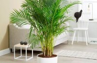 Домашние пальмы — разновидности, фото и названия декоративных растений