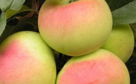 Выращивание яблони зимостойкого и урожайного сорта Имрус