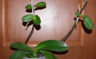 Размножение орхидеи: отделение и посадка детки