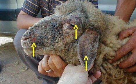 Особенности развития оспы при поражении овец и коз