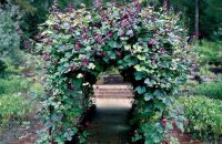 Они украсят даже самый некрасивый забор или арку — вьющиеся растения для сада, фото и названия