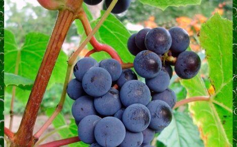 Технический сорт винограда Зилга для выращивания практически в любых регионах