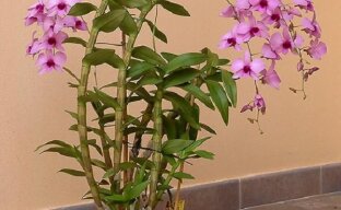 Дендробиум – яркий представитель эпифитных орхидей
