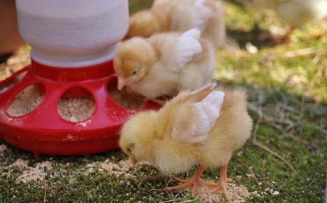 Состав и особенности подбора комбикорма для цыплят