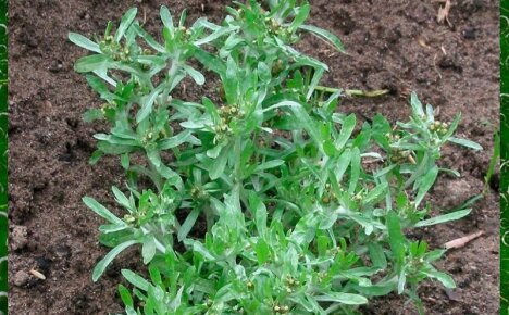 Невзрачная трава сушеница топяная — «верный страж» нашего здоровья