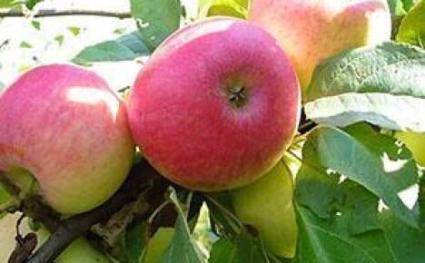 Знакомьтесь с проверенным временем летним сортом яблони Медуницы