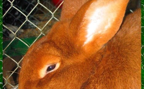 В чем секрет популярности среди фермеров кроликов породы Новозеландская красная