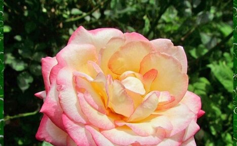 Секреты ухода за розой Глория Дей для получения роскошного цветения