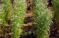 Выращиваем ароматный кориандр: когда, где и как сажать