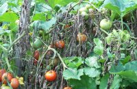 Что такое вертициллезное увядание томатов, как его распознать и чем лечить