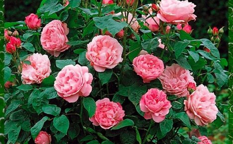Как вырастить английскую красавицу розу Мэри Роуз в своем саду