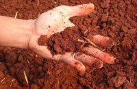 Выбираем газон для глинистой почвы
