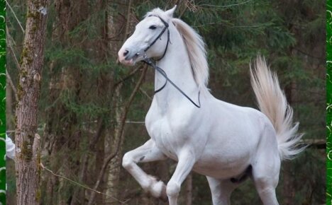 Орловская рысистая порода лошадей – гордость российского коневодства
