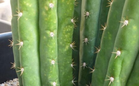 Распространенные болезни кактусов и их лечение собственными силами