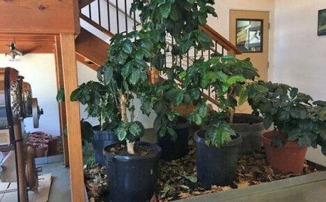 Тропическая красавица – кофейное дерево