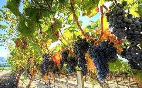Особенности посадки и ухода за виноградом в Подмосковье