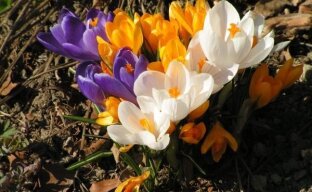 Ранние крокусы – первые цветы в вашем саду
