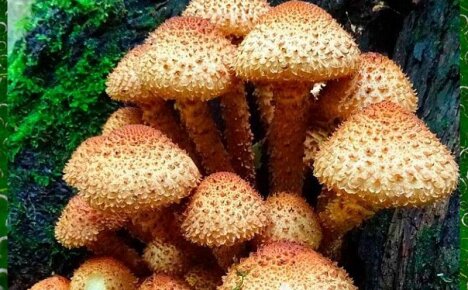 Красивый и необычный гриб чешуйчатка – насколько он опасен и опасен ли вообще