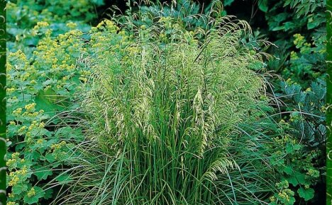 Как служат лечебные свойства травы щучки дернистой для нашего здоровья