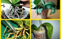 Пересадка орхидеи: как правильно это сделать