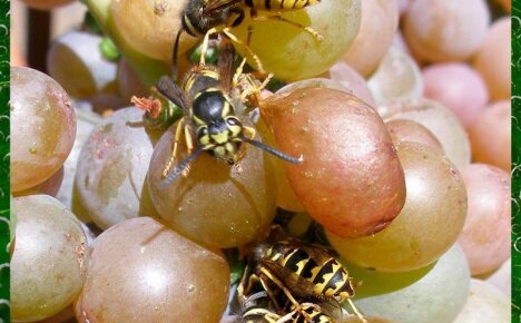 Как эффективно бороться с осами на винограднике и сохранить урожай