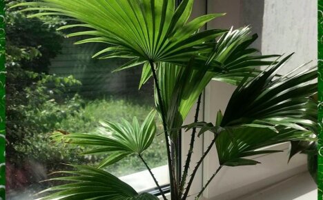 Как растет пальма ливистона в домашних условиях