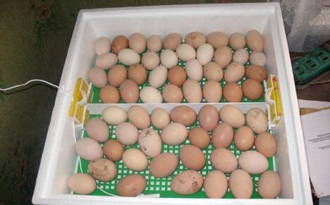 Значение показания температуры в инкубаторе для инкубации куриных яиц