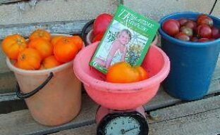 Выращиваем помидоры на даче без минеральных удобрений (видео)