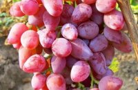 Морозостойкий и крупноплодный виноград Румба, описание сорта, фото