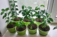 Как посадить мандарин: выбор, подготовка и посев семян