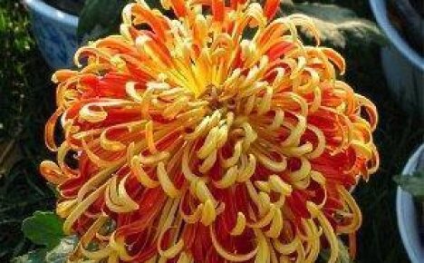 Хризантема кустовая  — царица цветника