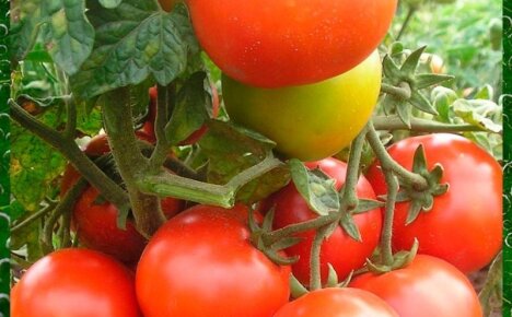 Лучшие сорта томатов для Ленинградской области для щедрого урожая в теплице и открытой почве